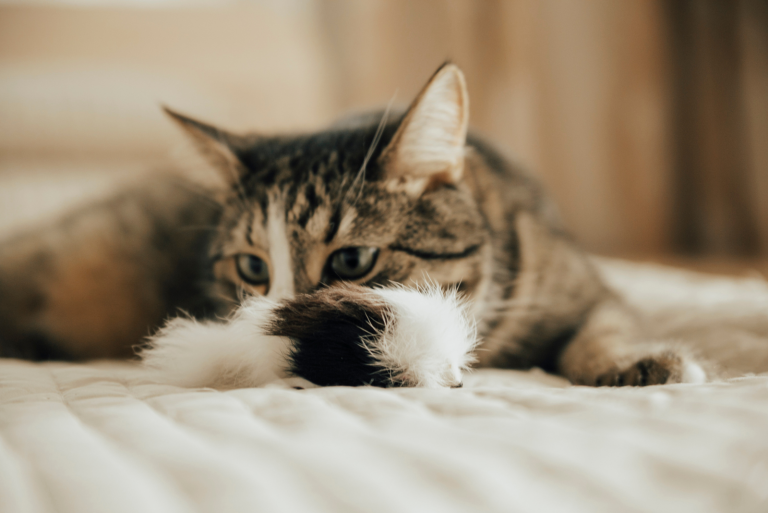 the cat sniffs the toy on the bed