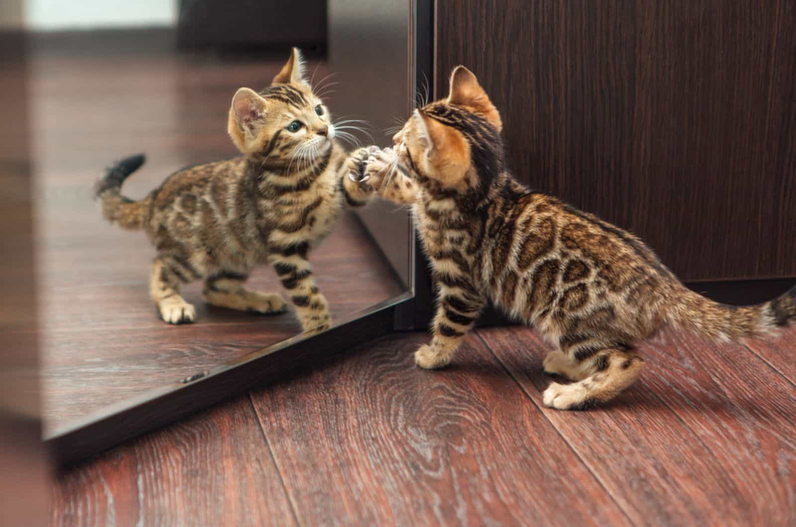 Little cute curious bengal kitten looking into the mirror