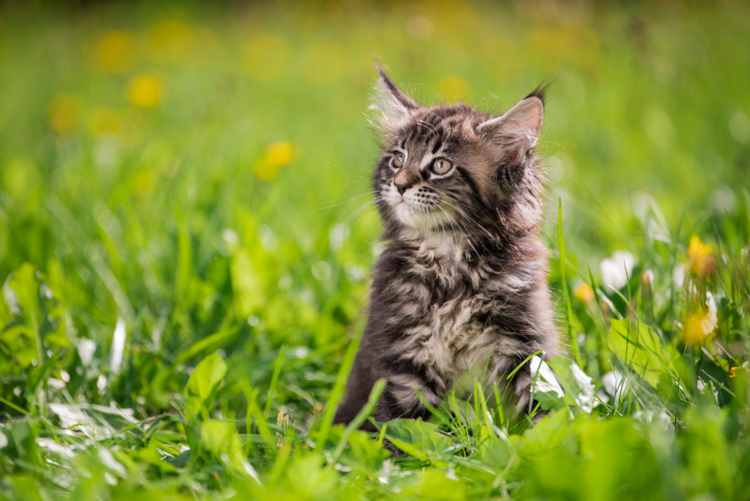 The 6 Best Maine Coon Breeders In