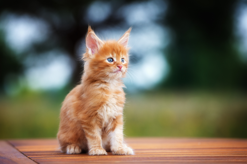 The 6 Best Maine Coon Breeders In