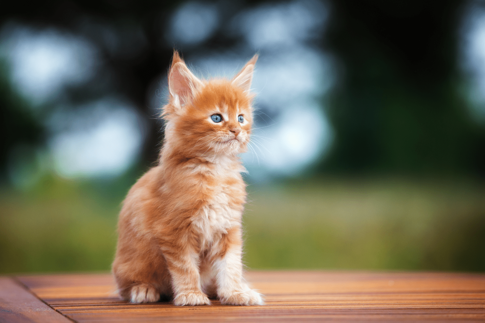 Maine Coon kitten sits and looks around