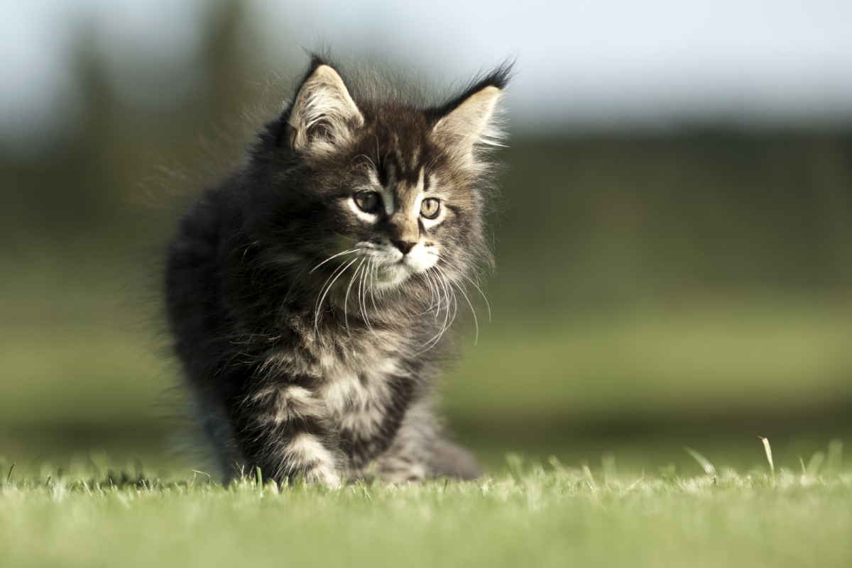 The 6 Best Maine Coon Breeders In