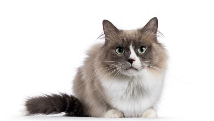 Mink Ragdoll: The Ultimate Guide To These Unique Kitties