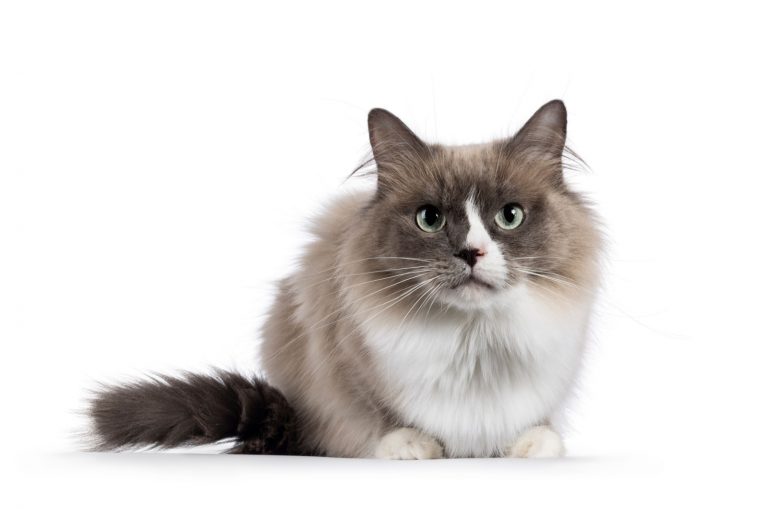 The Ultimate Guide To Unique Mink Ragdoll Cats