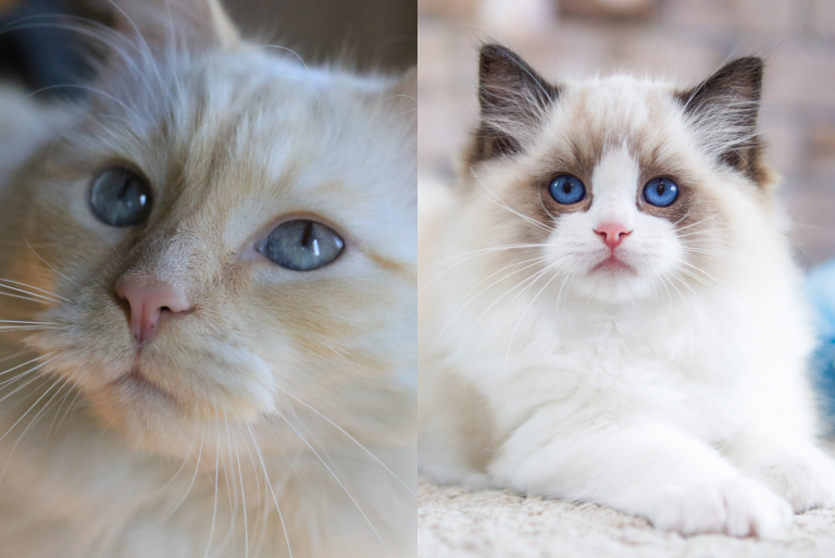 RagaMuffin Vs Ragdoll Cat