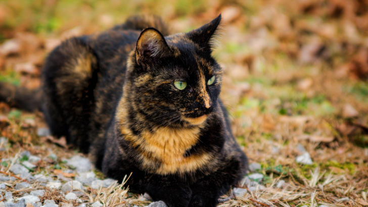 Beyond Ordinary: 23 Rare Cat Coat Colors & Patterns