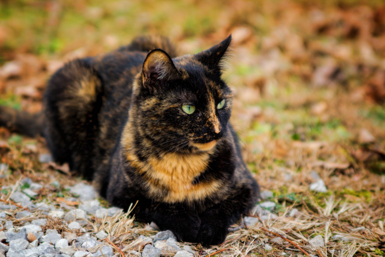 the cat is sitting on a leaf