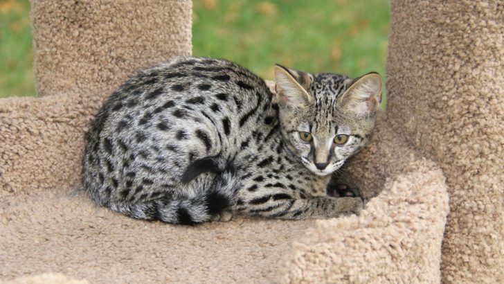 Savannah: Only Domestic Cat That Looks Like Leopard, Or Is It?