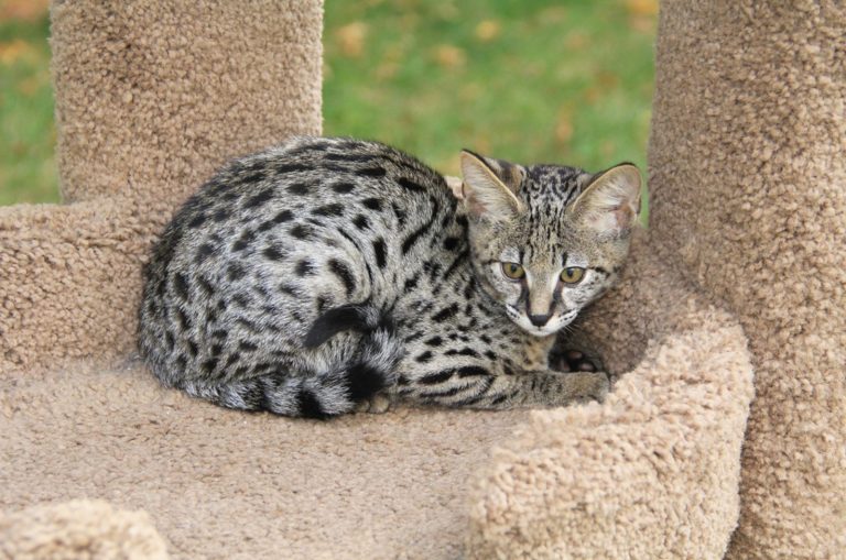 Beautiful black spotted and striped Serval Savannah kitten