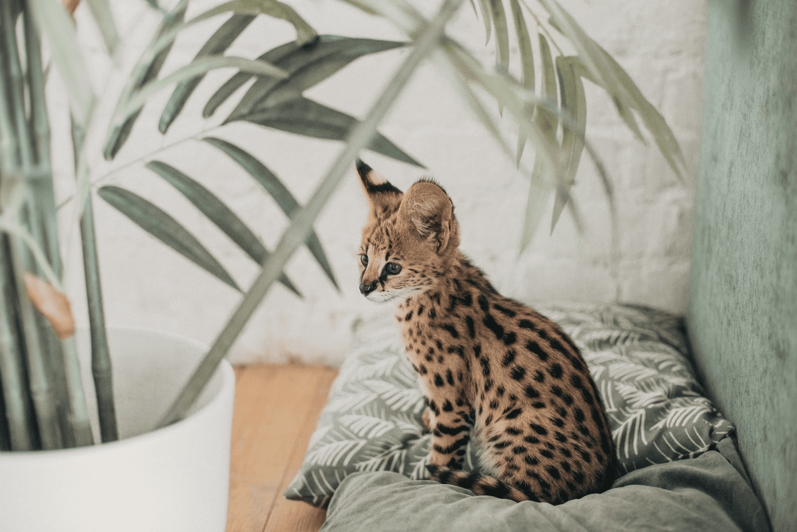 Savannah cat sitting on the couch