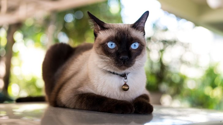 Siamese Kittens For Sale In Massachusetts: Breeders List You Can Trust