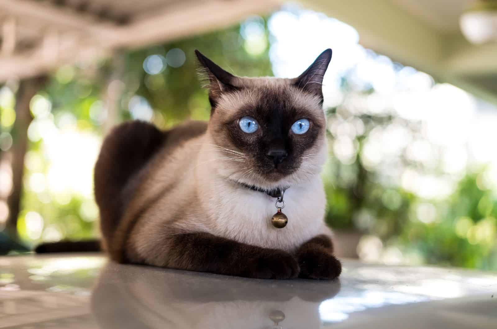 Siamese cat sitting on table