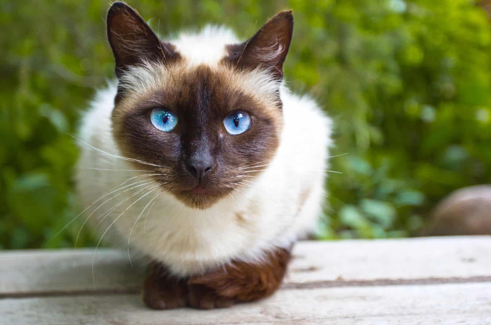 Siamese cat looking at camera