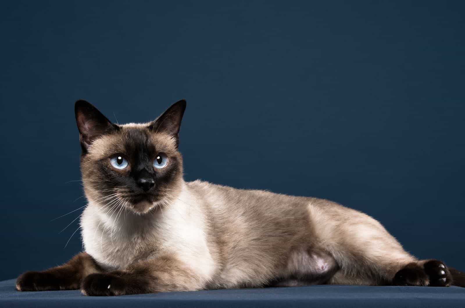 Siamese cat posing for photo