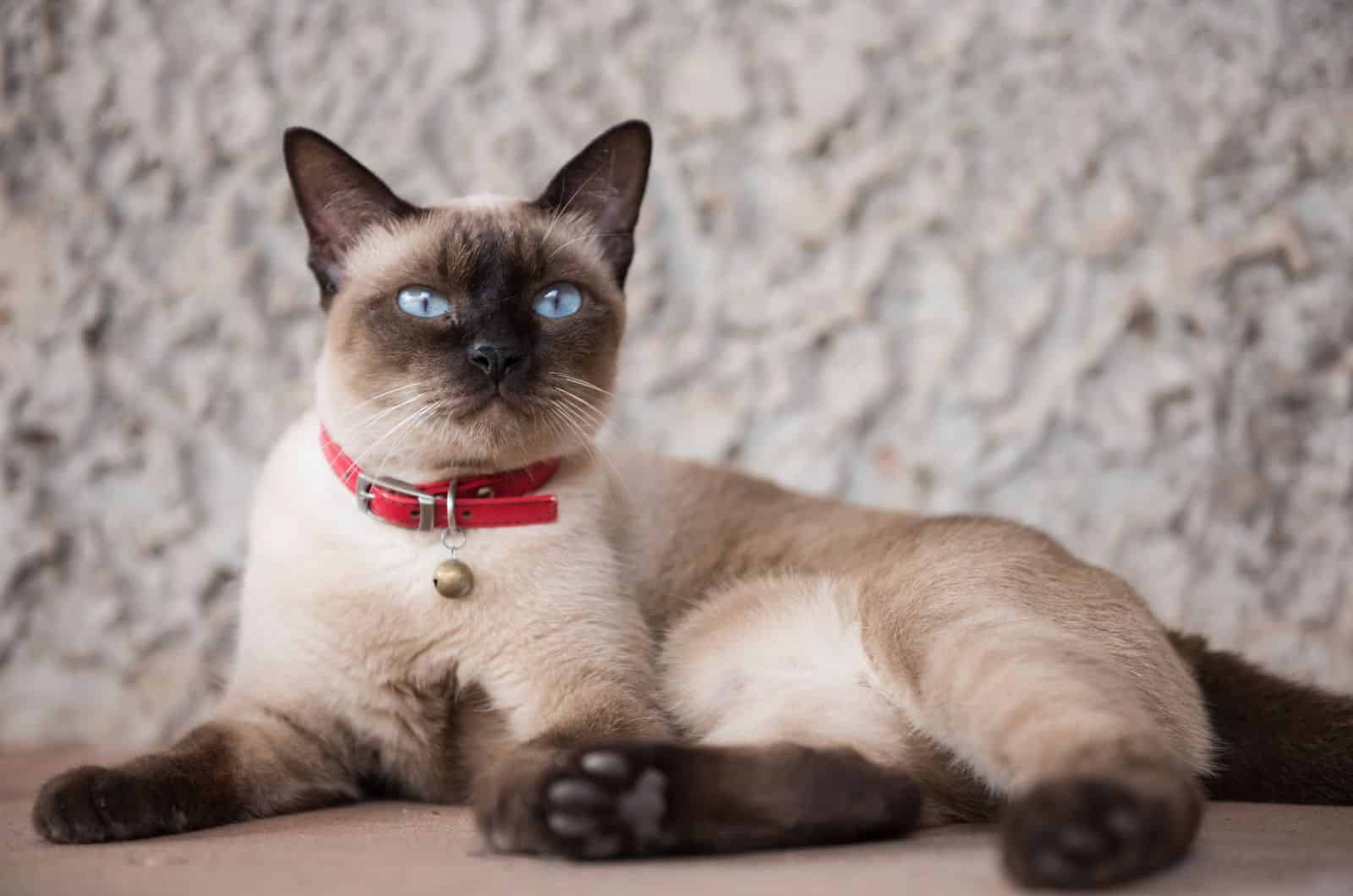 Siamese cat sitting and looking away