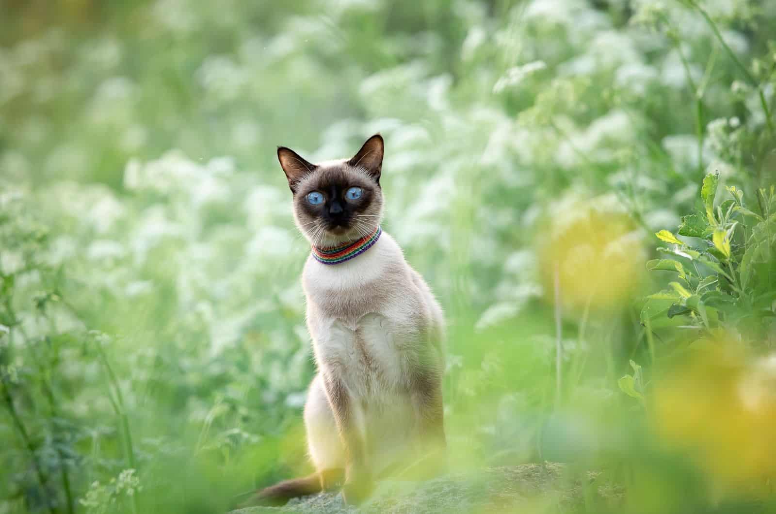 Siamese cat sitting in garden