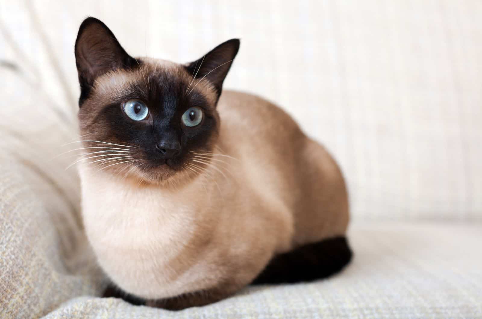 Siamese cat sitting on bed