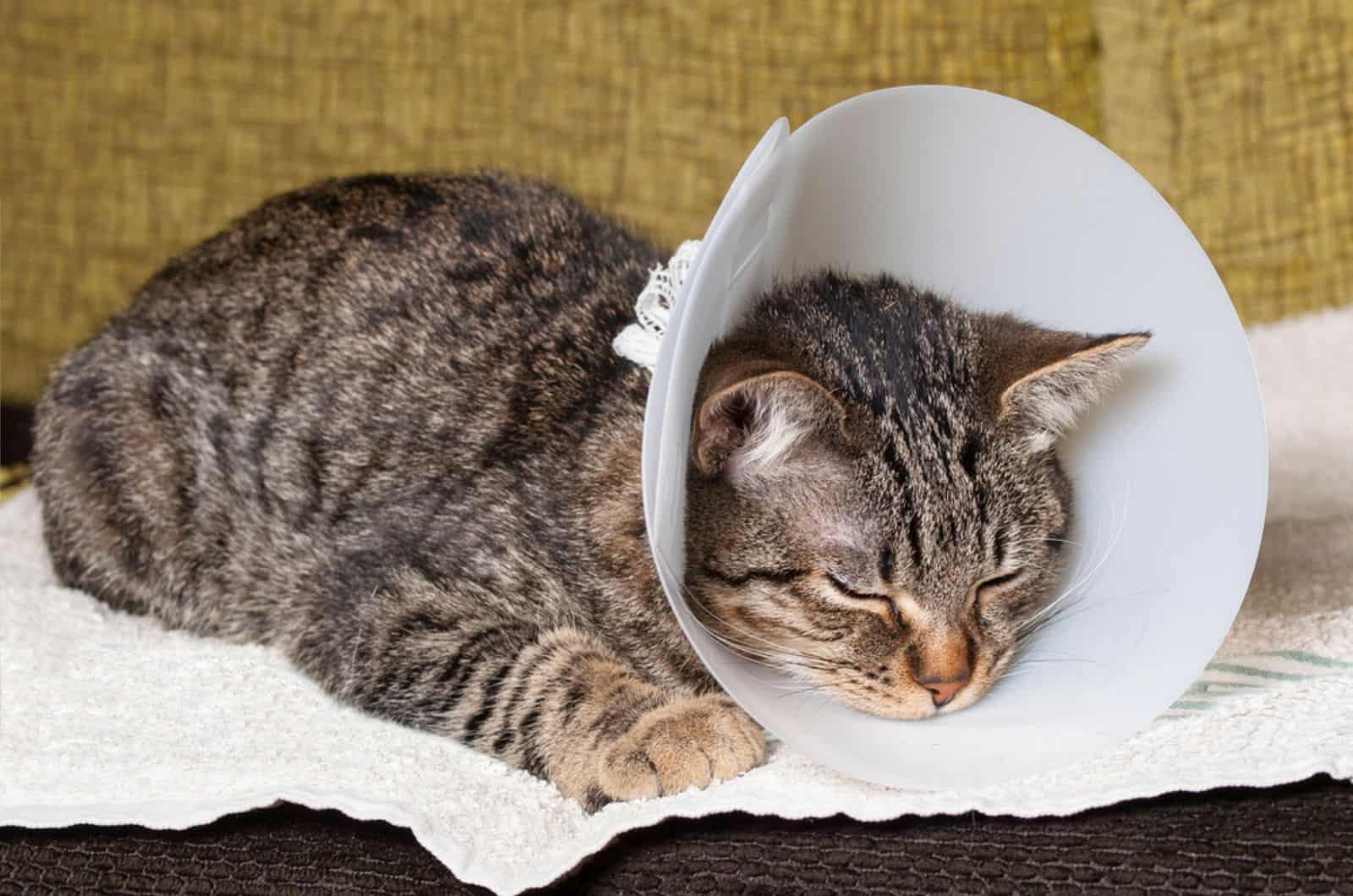 Sleeping cat with an Elizabethan collar inside home