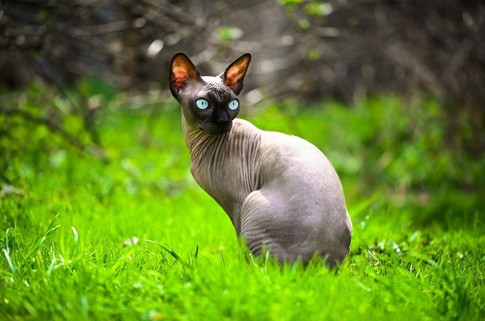 All The Beautiful Colors Of Sphynx Cats
