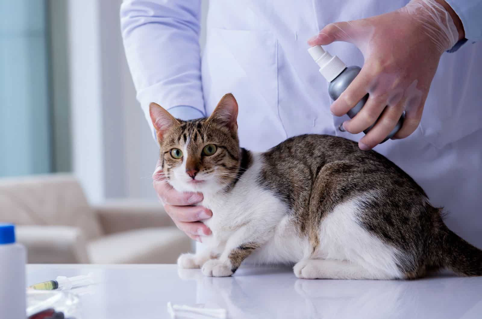 Spraying cat on table