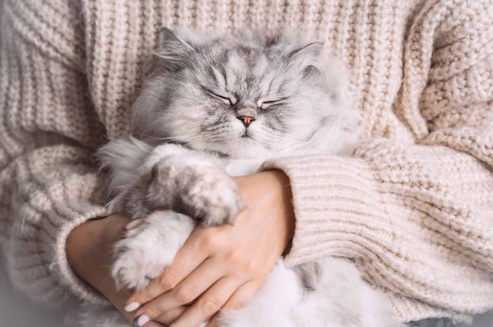 woman holding a persian cat