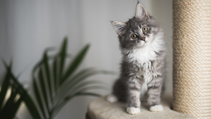 The 6 Best Maine Coon Breeders In Georgia
