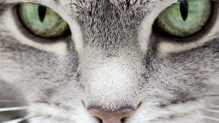 The Meaning Behind Cats Pupils: Understand Your Kitty Better