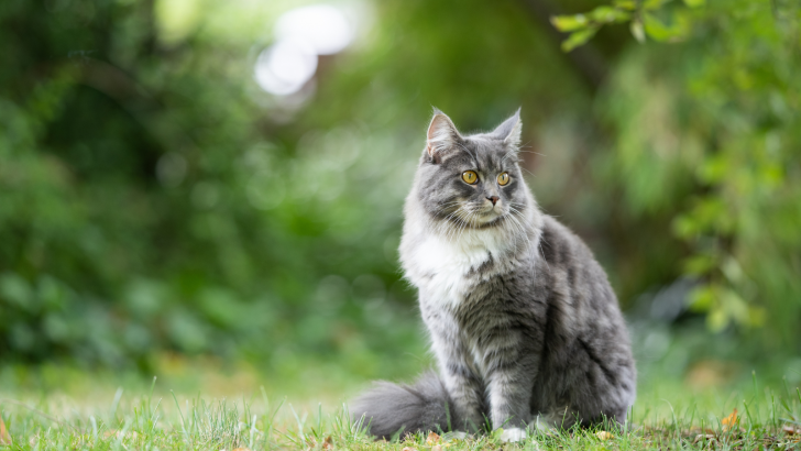 The Most Popular Cat Legends And Myths