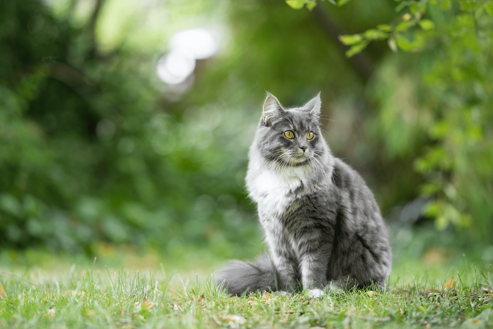 maine coon cat sitting on green grass