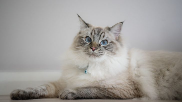 All About The Stunning Ragdoll Seal Lynx Cat