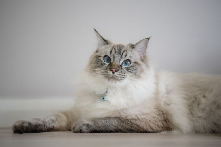 ragdoll seal lynx cat