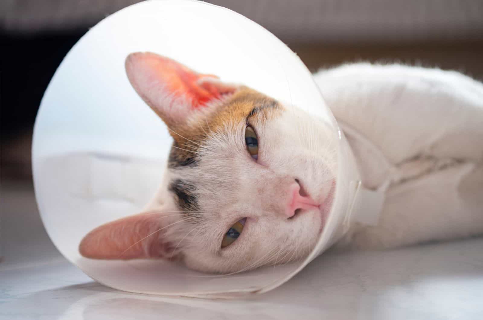 The cat wears a collar to prevent licking the wound after sterilization