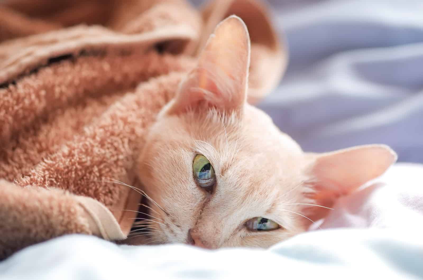 The sick cat slept and had a blanket covered on the bed