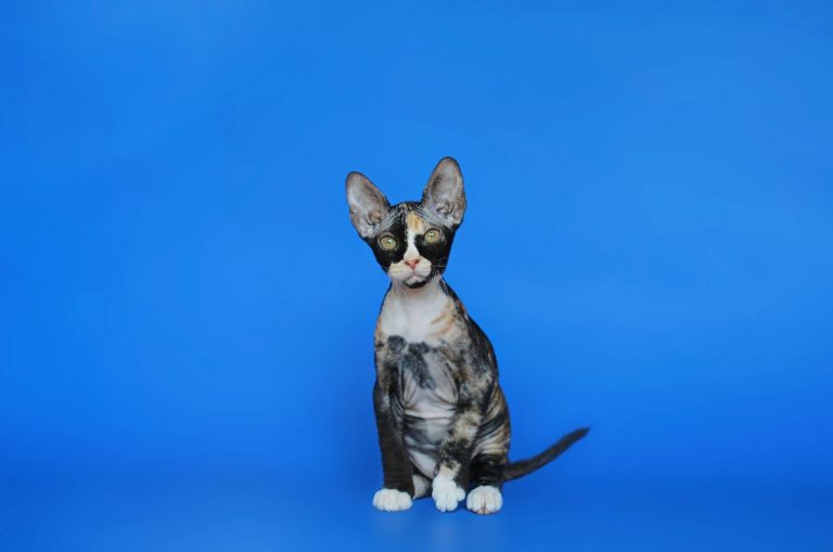 All The Beautiful Colors Of Sphynx Cats