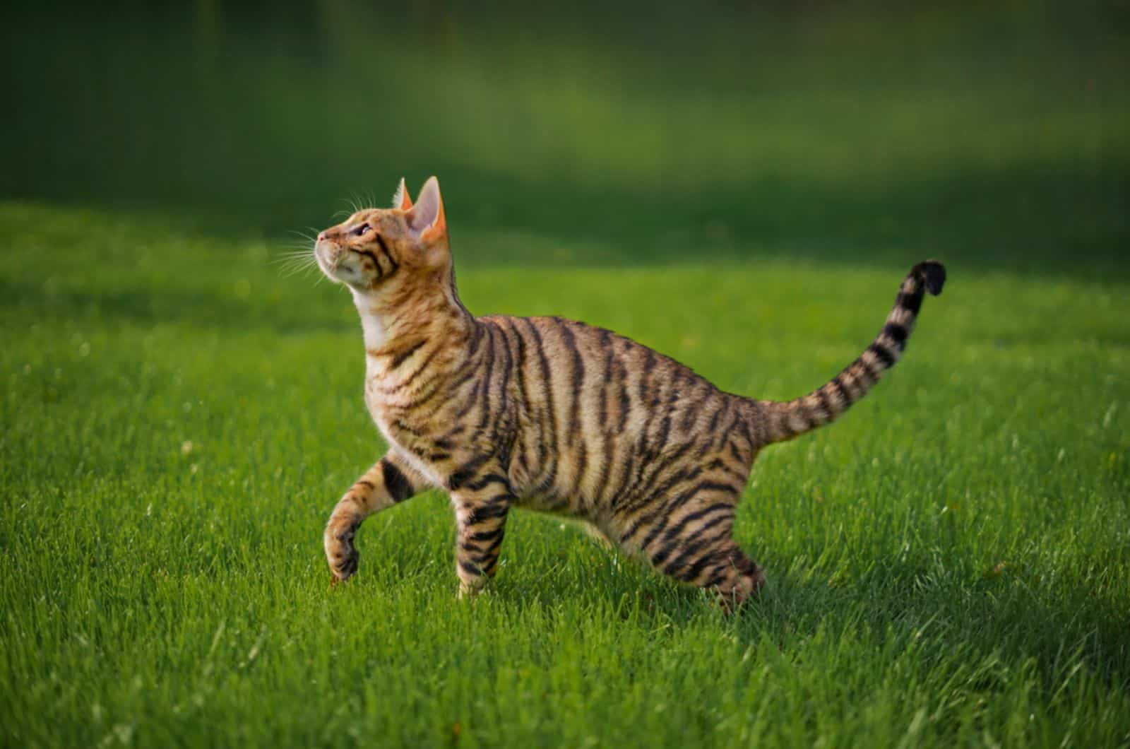 Toyger cat with stripes outside