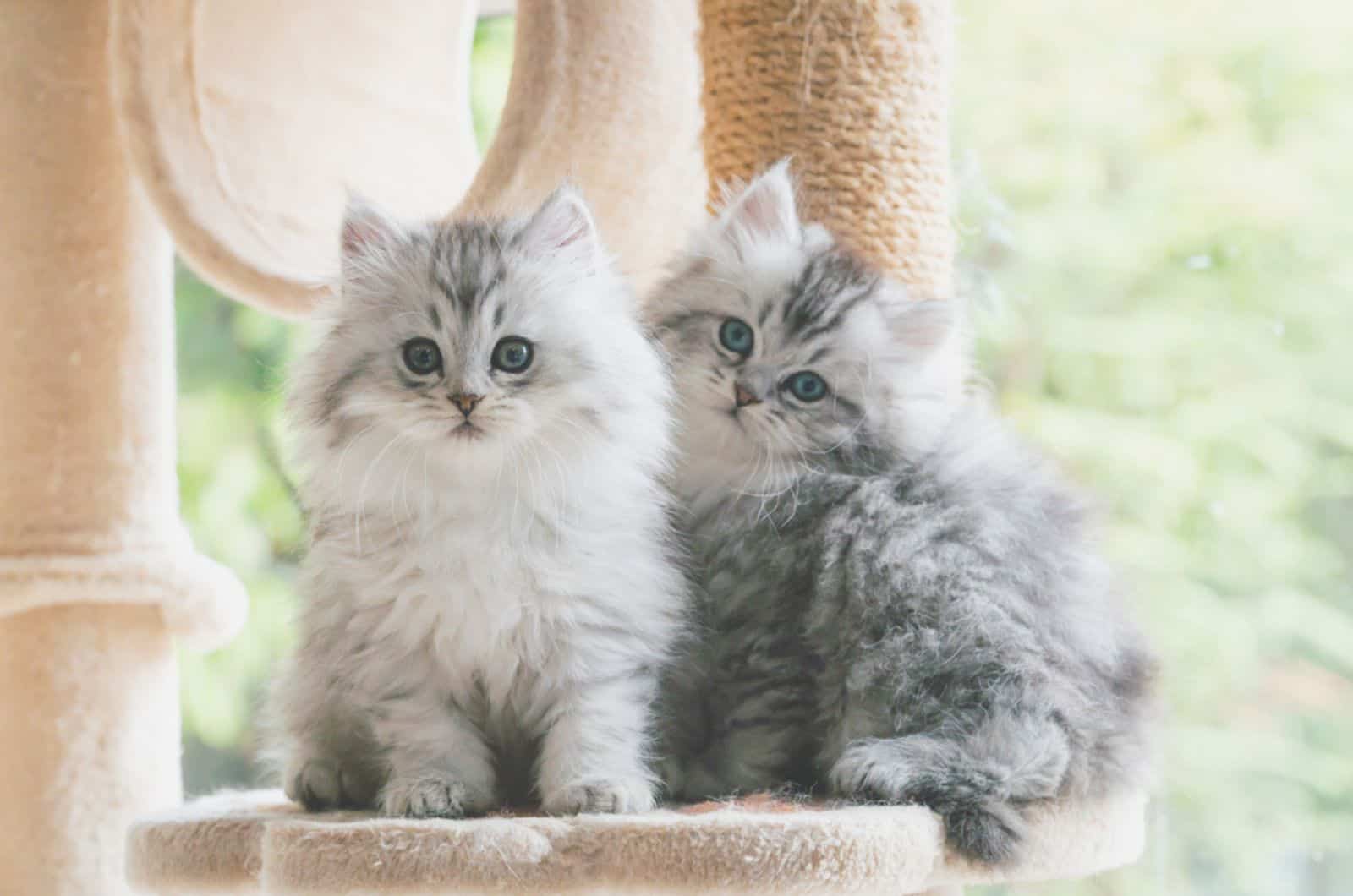 Two Cute Persian kittens playing on cat tower