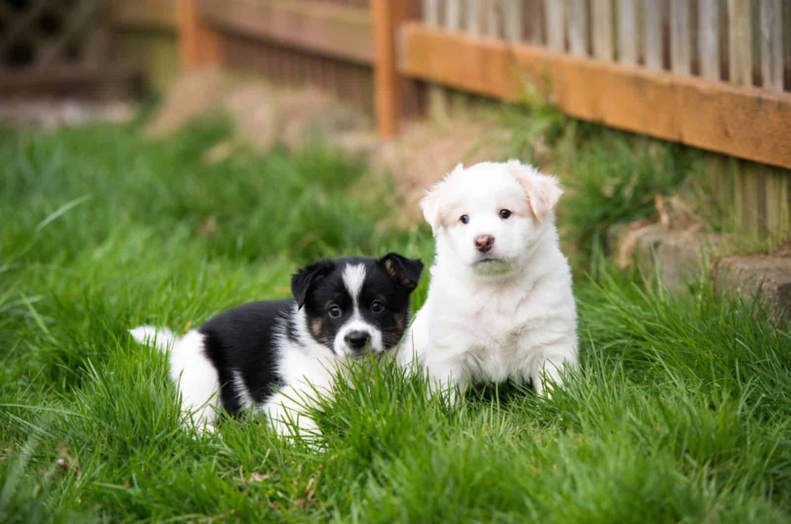 Two Small Fluffy Puppies Playing Outside on Green Grass