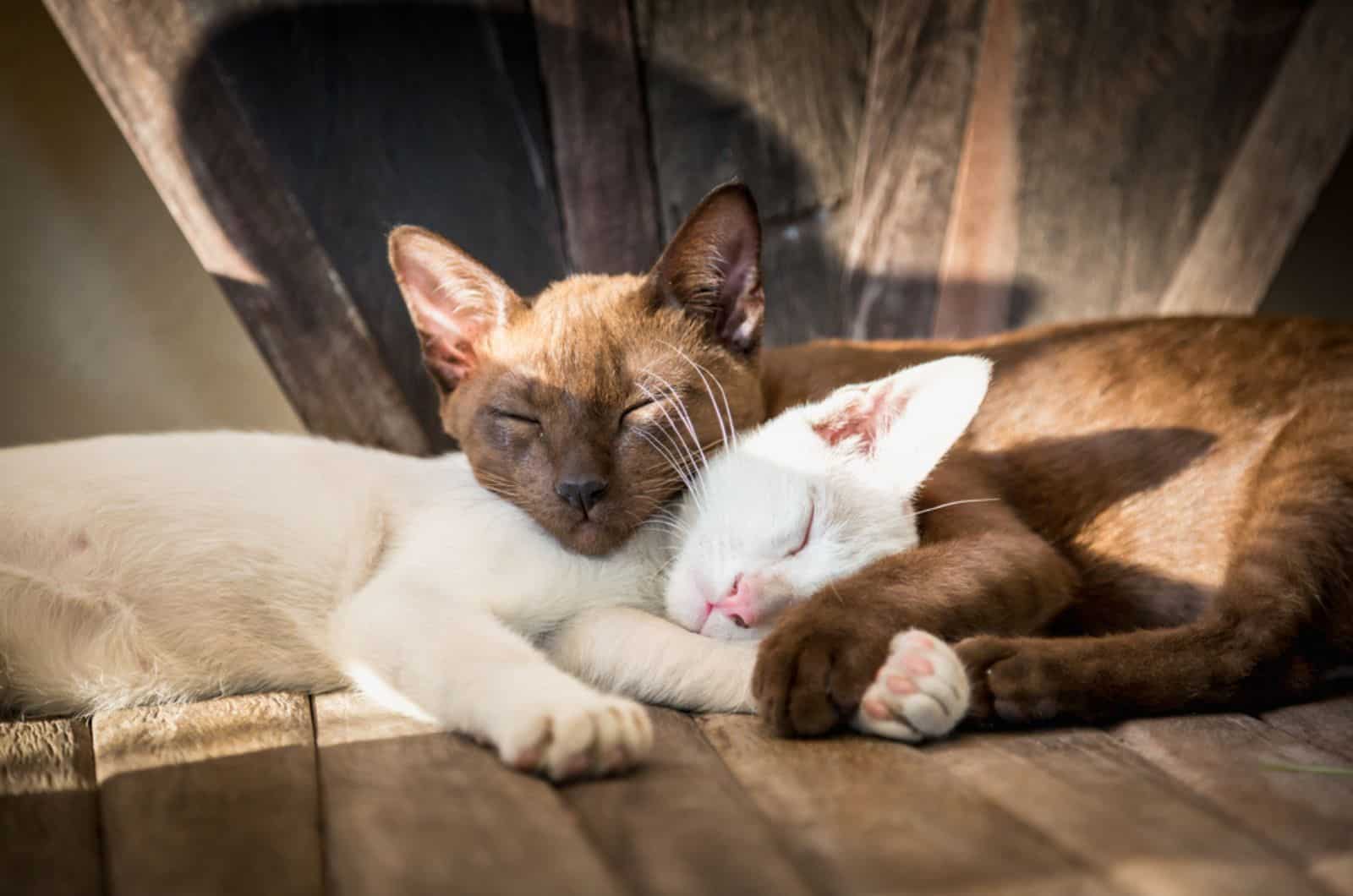 Two cats sleep on the table