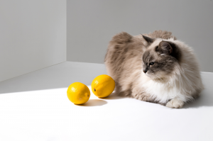 cat sitting next to lemons