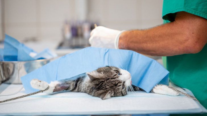 When Is It Too Late To Neuter A Cat? Read On To Find Out!