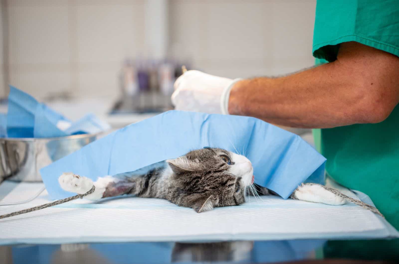 doctor neutering a cat