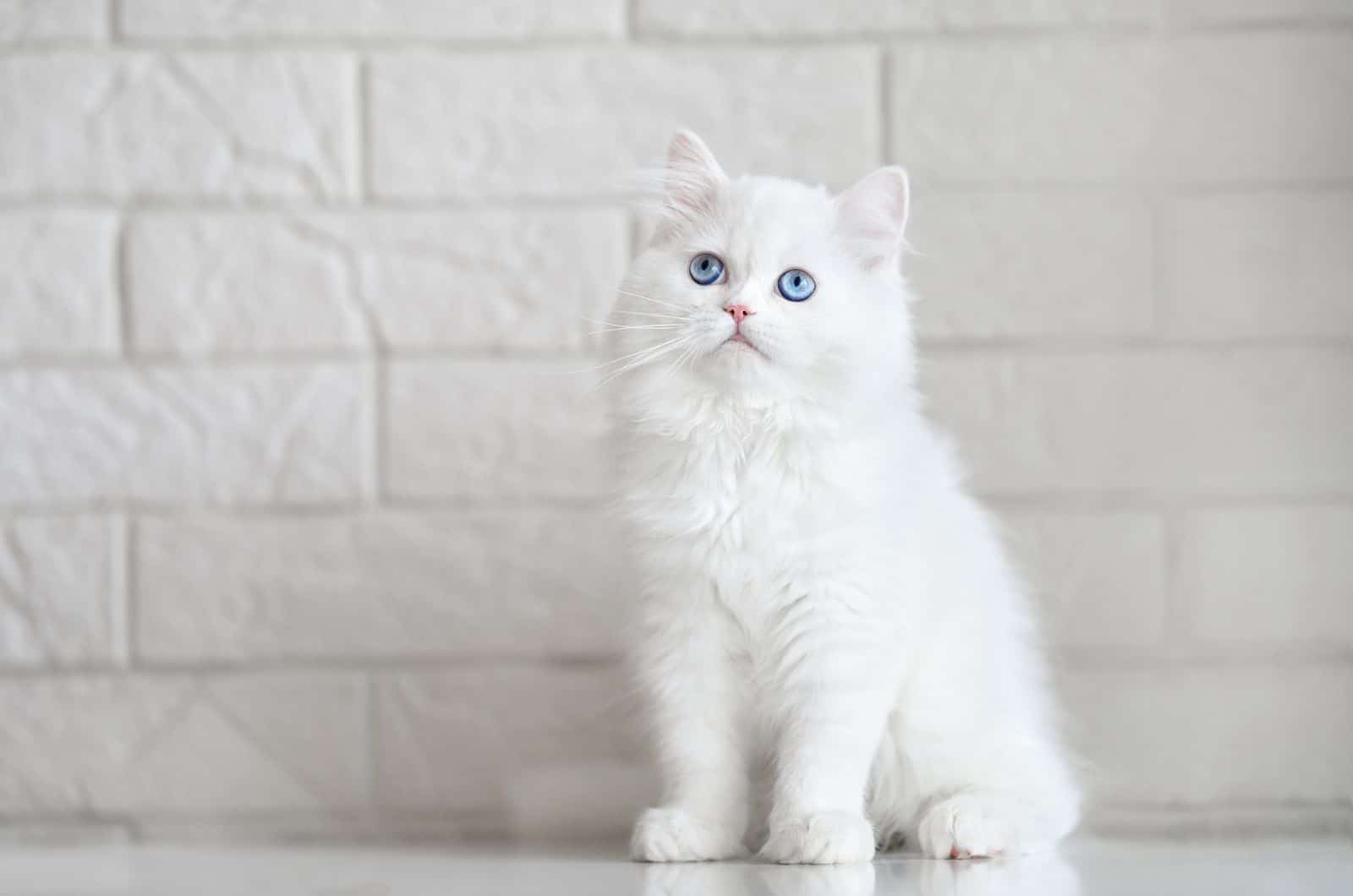 White Cat sitting and looking at camera