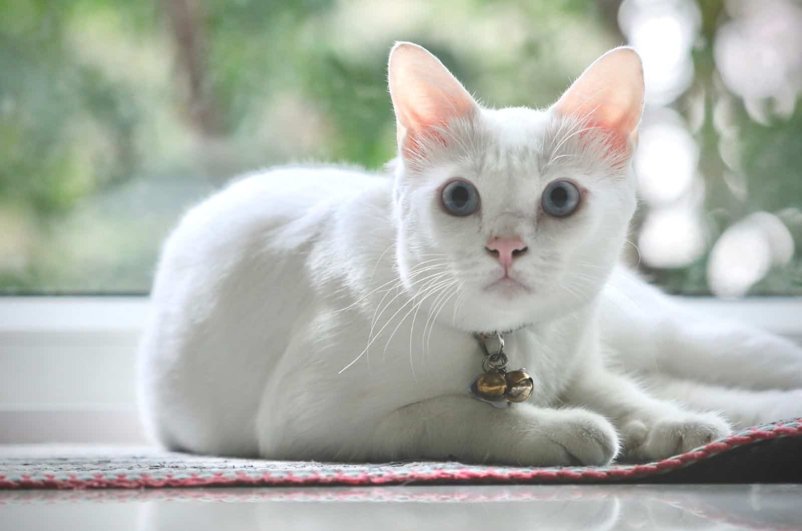 White Cat sitting on floor