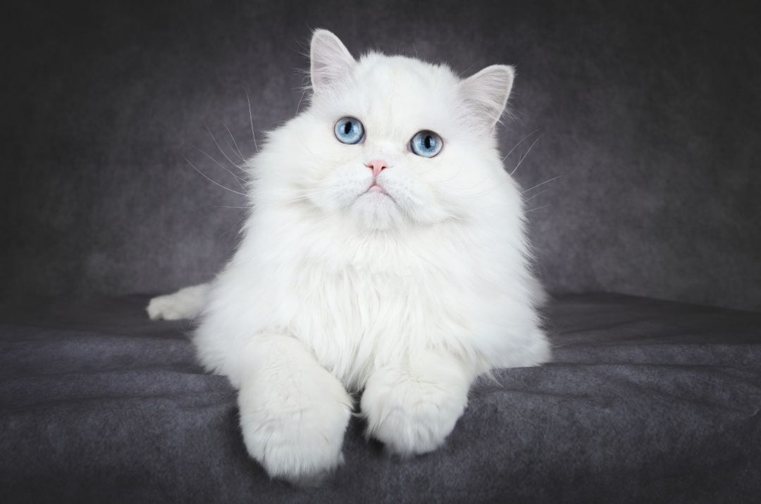 200+ Names For White Cats With Blue Eyes Awesome Ideas!