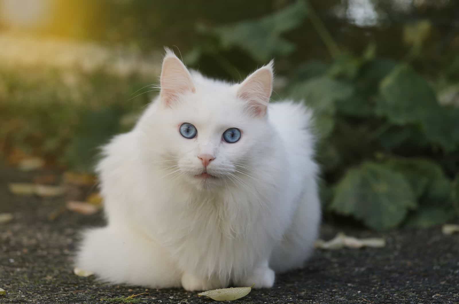 White Cat sitting outside