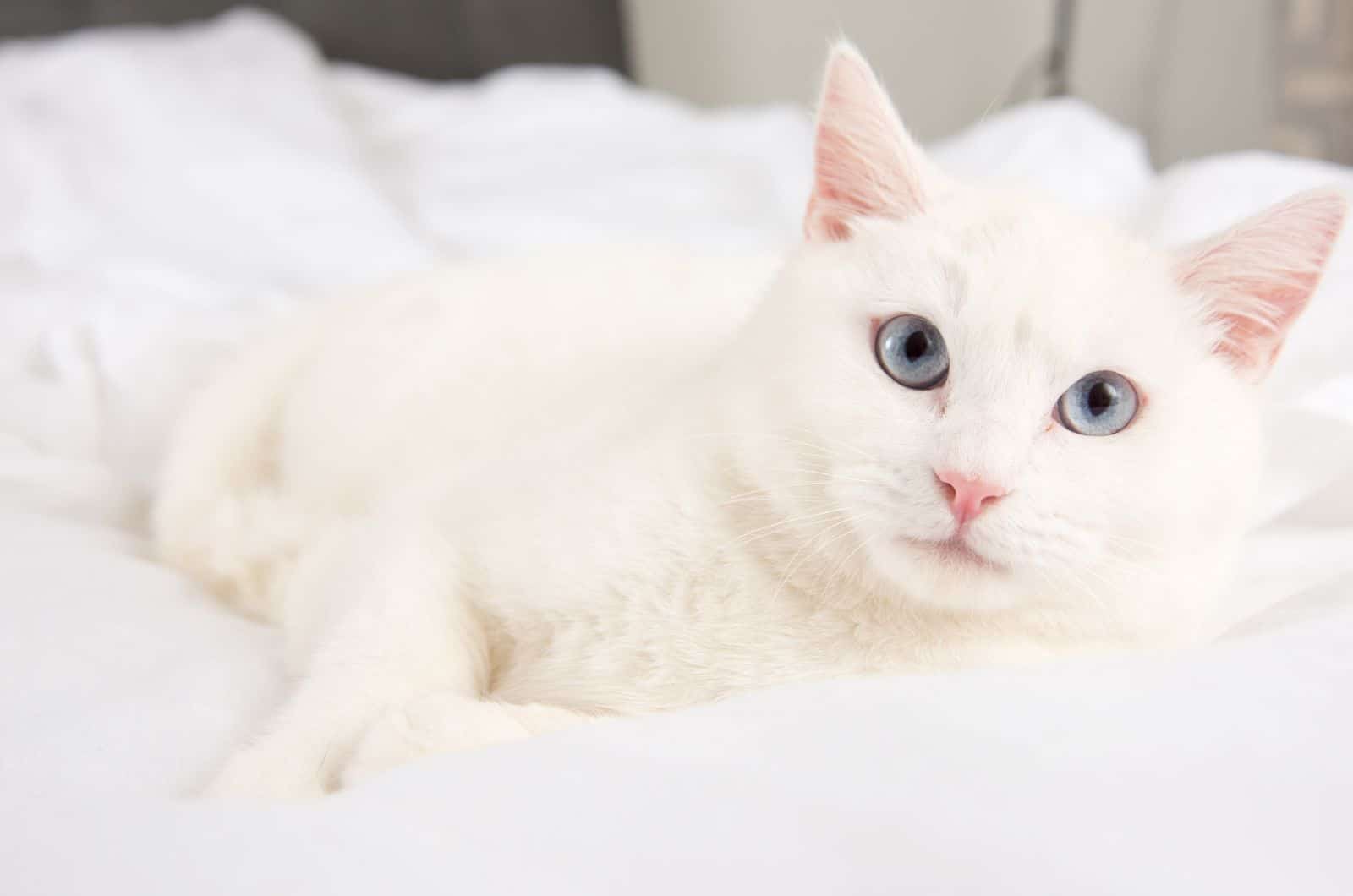 White Cat with blue eyes looking at camera