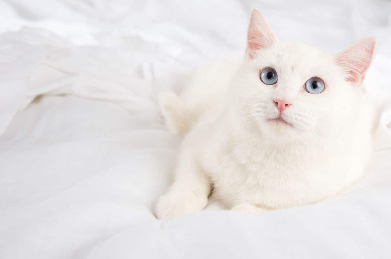 White Cat with blue eyes lying on bed