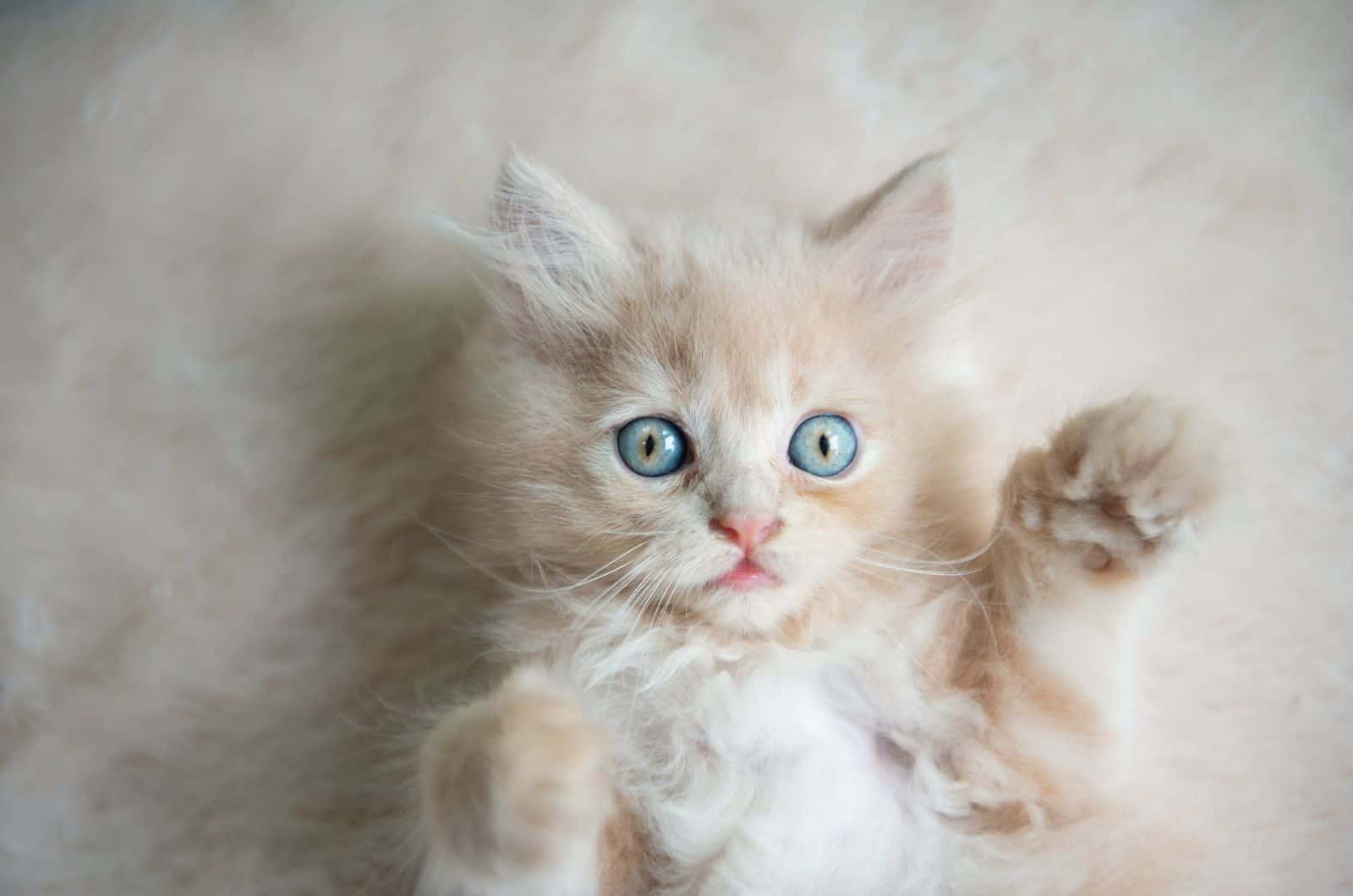 White kitten with blue eyes