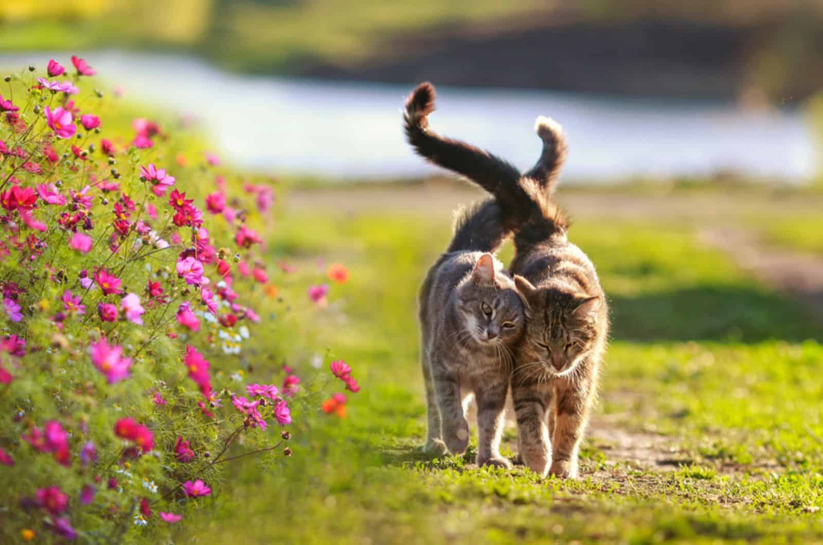 two cute striped lovebirds are walking on the green grass