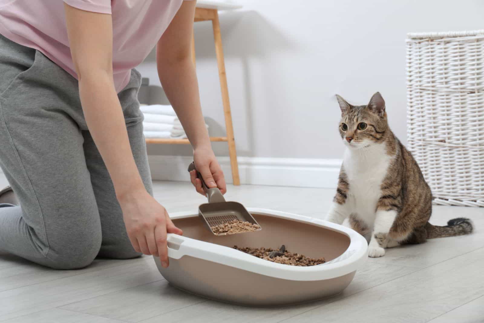 Woman cleaning cat litter tray at home